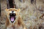 Die meist gesprochenen Sprachen der Welt