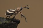 Schneller hellbrauner Käfer