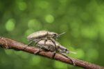 Hellbrauner Käfer schnell – Alles, was Sie über diese Art wissen müssen