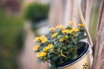 Wie pflegt man Rosen im Topf?: Expertentipps für gesunde Pflanzen