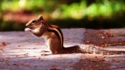 Das Eichhörnchen kommt nicht mehr zur Futterstelle – Hinweise und Lösungen