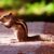 brown squirrel on brown wooden surface during daytime