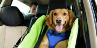 Sicher und bequem: Autositz für Hunde bis 15 kg für stressfreie Fahrten