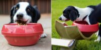 Sabberfrei trinken: Wassernapf für Hunde ohne lästiges Sabbern