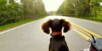Fahrradabenteuer: Hundekorb vorne bis 10 kg für gemeinsame Touren