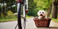 Gemütliche Radtouren: Fahrradkorb für Hunde bis 10 kg im praktischen Design