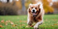 Vitalität im Alter: Aufbaupräparate für glückliche alte Hunde