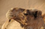 Wie viel kosten Kamele eigentlich?