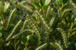 Gefährdungspotenzial heimischer Insekten für Mensch und Natur:
